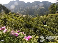 花园屯堡全域旅游脱贫春光烂漫