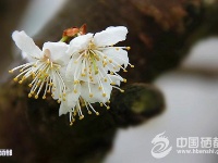 恩施初春美如画