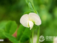 恩施初春美如画