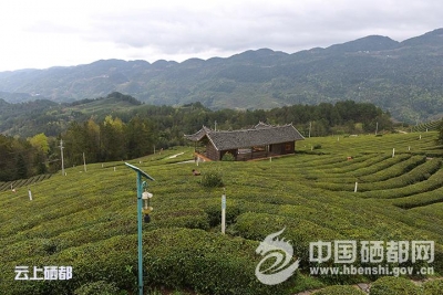 崔家坝：培训茶叶生产加工负责人 夯实产业基础