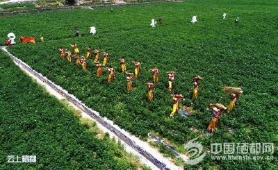 “土豆花儿开”三岔文旅推介启幕