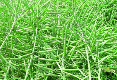 恩施市12万亩油菜丰收在望