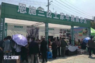 土家年猪亮相“土豆花儿开”