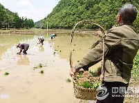 “栽秧节”前后插秧忙