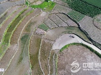 “栽秧节”前后插秧忙