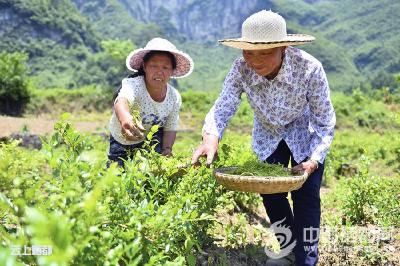 鸦丘坪的绿叶成脱贫黄金叶