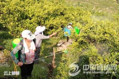 舞阳坝：柑桔大实蝇联防保丰收