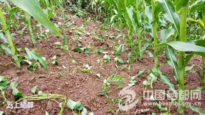 市领导督办崔家坝镇精准扶贫、纪检监察工作 