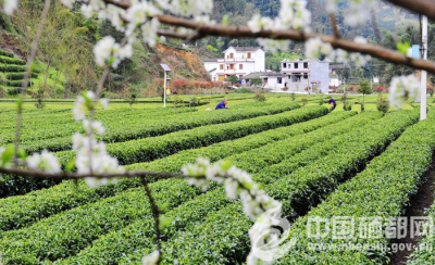 恩施市9260吨春茶产值突破10亿元