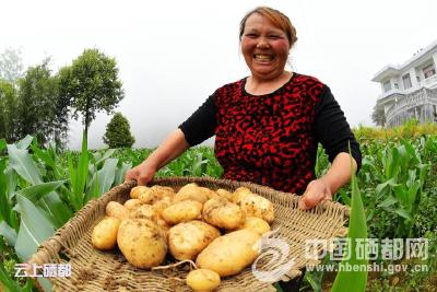（图片新闻）喜挖致富薯