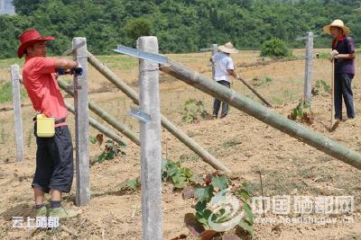 屯　堡：特色小水果产业发展势头足