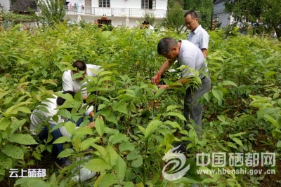 板　桥：培训核桃嫁接技术 为林农致富搭桥