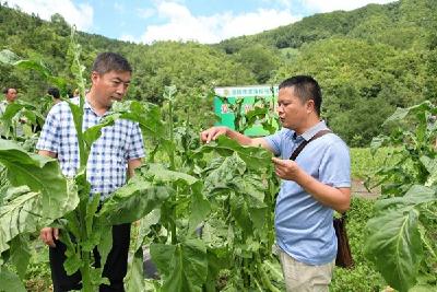 市烟叶：积极开展抗灾救灾工作