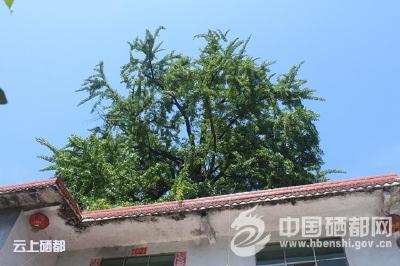 屯　堡：71株古树名木被清查保护 最高树龄900岁