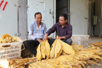 市烟叶：指导烟农下竿初分