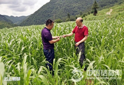 盛家坝：不种玉米种牧草？“粮改饲”农民亩均增收2000元