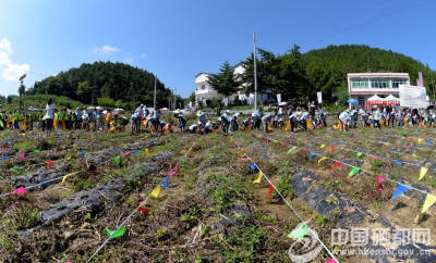 100余家庭挖土豆 体验劳动快乐