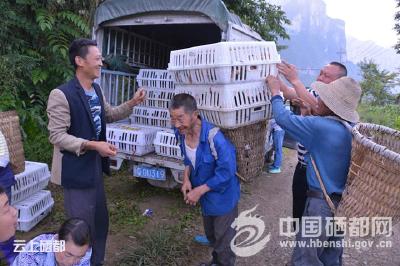 沐　抚：免费发放1万羽鸡苗助贫困户脱贫