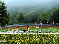 巴东野三关花海　迎四方宾客赏花纳凉