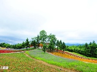 巴东野三关花海　迎四方宾客赏花纳凉