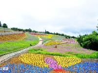 巴东野三关花海　迎四方宾客赏花纳凉