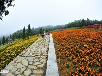 巴东野三关花海　迎四方宾客赏花纳凉