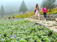 巴东野三关花海　迎四方宾客赏花纳凉