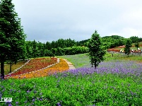 巴东野三关花海　迎四方宾客赏花纳凉