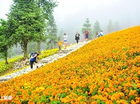 巴东野三关花海　迎四方宾客赏花纳凉