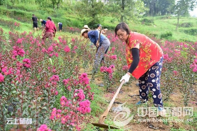 沐　抚：“青钱柳+紫薇”带民致富（图）