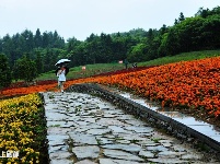 巴东野三关花海　迎四方宾客赏花纳凉