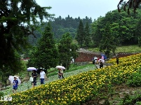 巴东野三关花海　迎四方宾客赏花纳凉