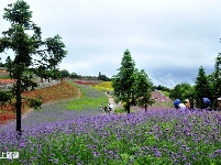 巴东野三关花海　迎四方宾客赏花纳凉