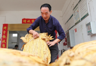 市烟叶：关口前移烟农喜售烟