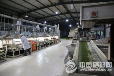 （硒都探硒）润邦公司：擦亮恩施玉露品牌