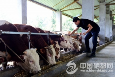 （精准扶贫走崔家坝）跑马山上的“牛羊司令”
