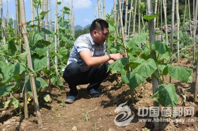 崔家坝：精细种植获丰收（图）