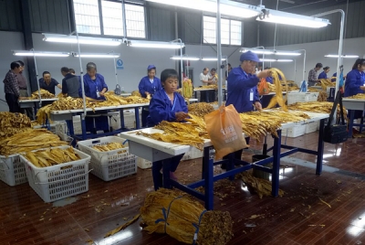 市烟叶：又到开秤时