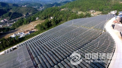（图片新闻）葡萄铺实致富路