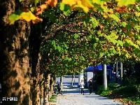 城市秋色惹人醉