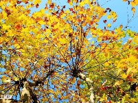 城市秋色惹人醉