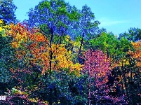 城市秋色惹人醉