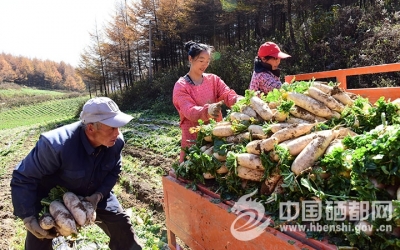 板　桥：高山萝卜喜获丰收