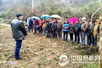 茶苗栽培技术到田间