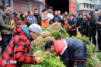 盛家坝：70万株白茶苗免费分发