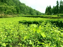 (乡村振兴观察)花园屯堡生态文明建设纪实