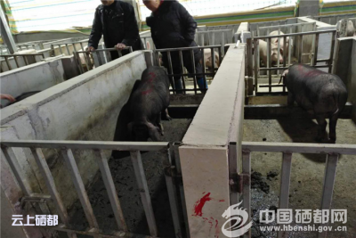 舞阳坝：首批太湖黑母猪落户贫困户家