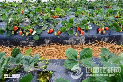 新春走基层：春节到 三岔杨柳溪草莓俏