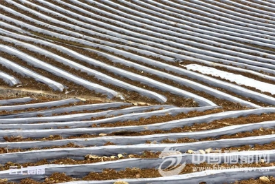 （新春走基层）马铃薯长廊美如画
