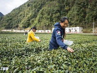 恩施市近三十万亩茶园全面开采